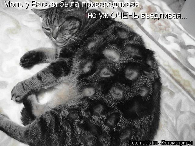 Моль у Васьки была привередливая, но уж ОЧЕНЬ въедливая...... Котоматрица: Моль у Васьки была привередливая, но уж ОЧЕНЬ въедливая...