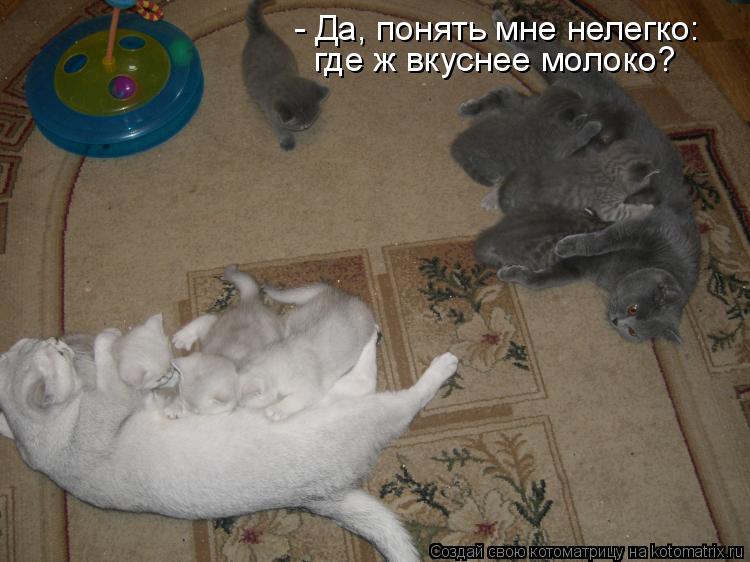 - Да, понять мне нелегко: где ж вкуснее молоко?... Котоматрица: - Да, понять мне нелегко: где ж вкуснее молоко?