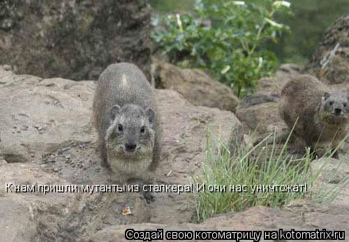 К нам пришли мутанты из сталкера! И они нас уничтожат!... Котоматрица: К нам пришли мутанты из сталкера! И они нас уничтожат!