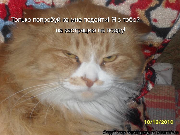Только попробуй ко мне подойти! Я с тобой на кастрацию не поеду!... Котоматрица: Только попробуй ко мне подойти! Я с тобой на кастрацию не поеду!