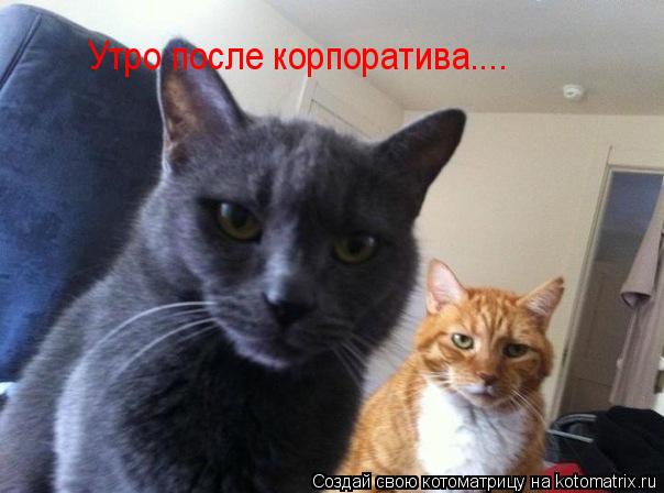 Утро после корпоратива....... Котоматрица: Утро после корпоратива....