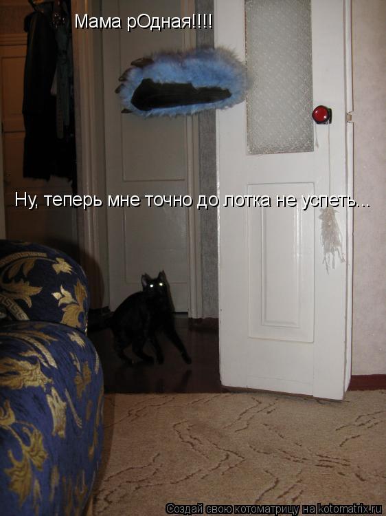 Мама рОдная!!!! Ну, теперь мне точно до лотка не успеть...... Котоматрица: Мама рОдная!!!! Ну, теперь мне точно до лотка не успеть...