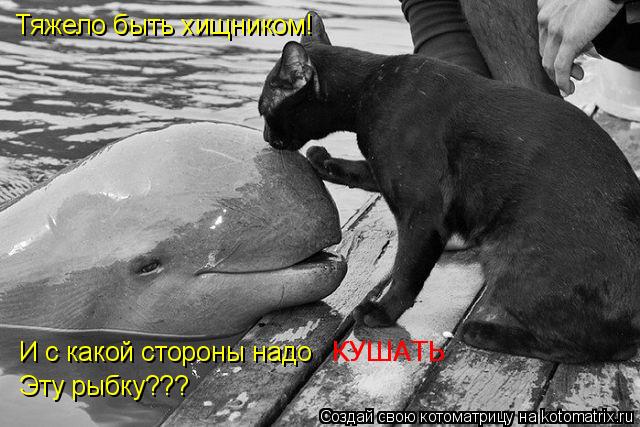 Тяжело быть хищником! И с какой стороны надо Эту рыбку??? КУШАТЬ... Котоматрица: Тяжело быть хищником! И с какой стороны надо Эту рыбку??? КУШАТЬ