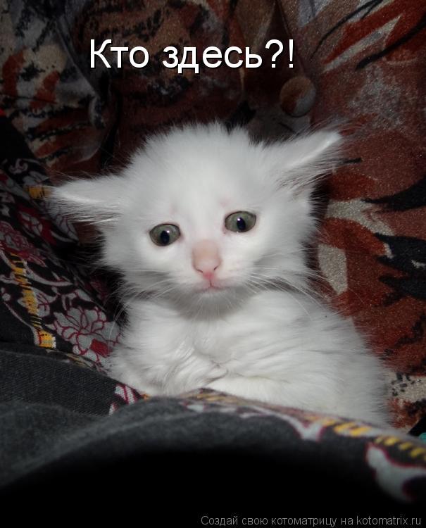 Кто здесь?!... Котоматрица: Кто здесь?!