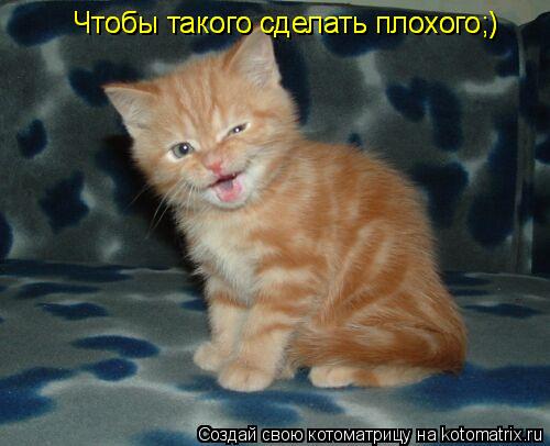 Чтобы такого сделать плохого;) Чтобы такого сделать плохого;)... Котоматрица: Чтобы такого сделать плохого;) Чтобы такого сделать плохого;)