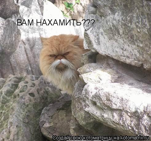 ВАМ НАХАМИТЬ???... Котоматрица: ВАМ НАХАМИТЬ???