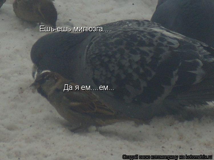 Ешь-ешь милюзга.... Да я ем....ем...... Котоматрица: Ешь-ешь милюзга.... Да я ем....ем...