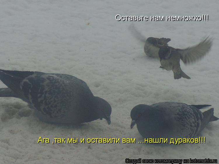 Оставьте нам немножко!!! Ага ,так мы и оставили вам ...нашли дураков!!!... Котоматрица: Оставьте нам немножко!!! Ага ,так мы и оставили вам ...нашли дураков!!!
