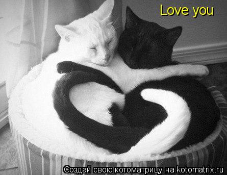 Love you... Котоматрица: Love you