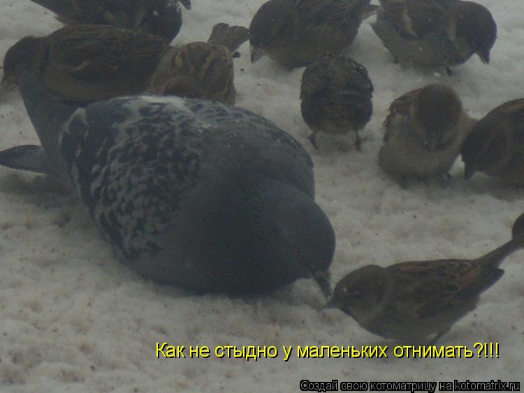 Как не стыдно у маленьких отнимать?!!!... Котоматрица: Как не стыдно у маленьких отнимать?!!!