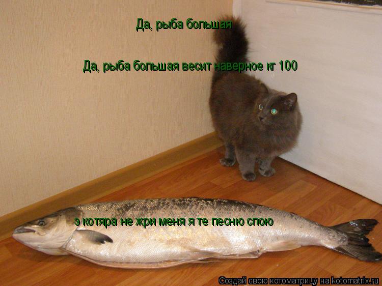 Да, рыба большая Да, рыба большая весит наверное кг 100 э котяра не жри меня я те песню спою... Котоматрица: Да, рыба большая Да, рыба большая весит наверное кг 100 э котяра не жри меня я те песню спою