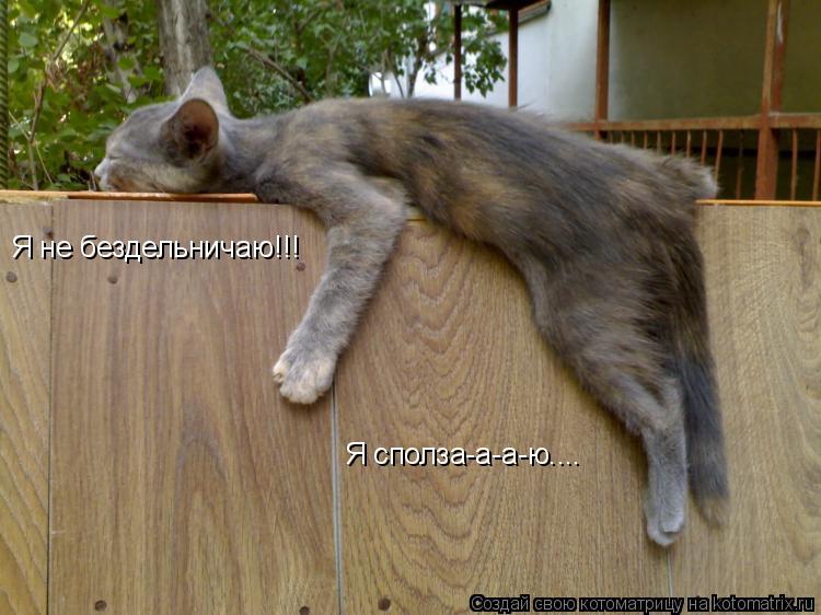 Я не бездельничаю!!! Я сполза-а-а-ю....... Котоматрица: Я не бездельничаю!!! Я сполза-а-а-ю....