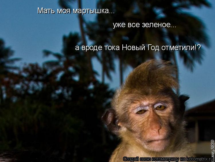 Мать моя мартышка... уже все зеленое... а вроде тока Новый Год отметили!?... Котоматрица: Мать моя мартышка... уже все зеленое... а вроде тока Новый Год отметили!?