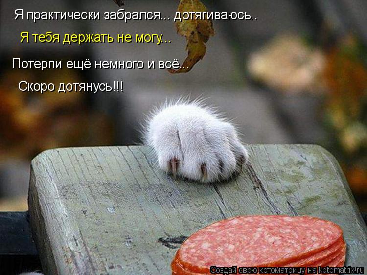 Я практически забрался... дотягиваюсь.. Я тебя держать не могу... Потерпи ещё немного и всё... Скоро ... Котоматрица: Я практически забрался... дотягиваюсь.. Я тебя держать не могу... Потерпи ещё немного и всё... Скоро дотянусь!!!