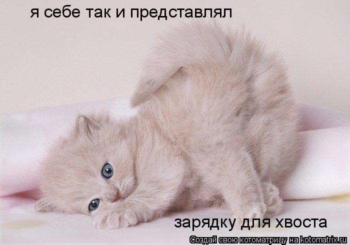 я себе так и представлял зарядку для хвоста... Котоматрица: я себе так и представлял зарядку для хвоста