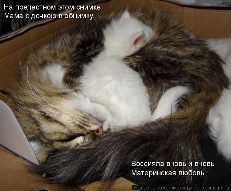 На прелестном этом снимке Мама с дочкою в обнимку. Воссияла вновь и вновь Материнская любовь.... Котоматрица: На прелестном этом снимке Мама с дочкою в обнимку. Воссияла вновь и вновь Материнская любовь.