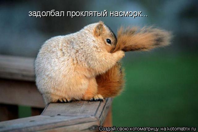 задолбал проклятый насморк...... Котоматрица: задолбал проклятый насморк...