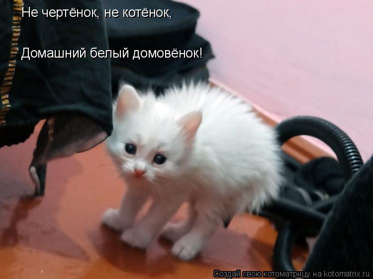 Не чертёнок, не котёнок, Домашний белый домовёнок!... Котоматрица: Не чертёнок, не котёнок, Домашний белый домовёнок!