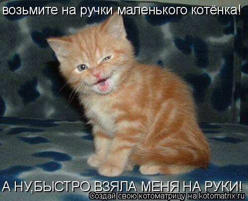 возьмите на ручки маленького котёнка! А НУ,БЫСТРО ВЗЯЛА МЕНЯ НА РУКИ!... Котоматрица: возьмите на ручки маленького котёнка! А НУ,БЫСТРО ВЗЯЛА МЕНЯ НА РУКИ!