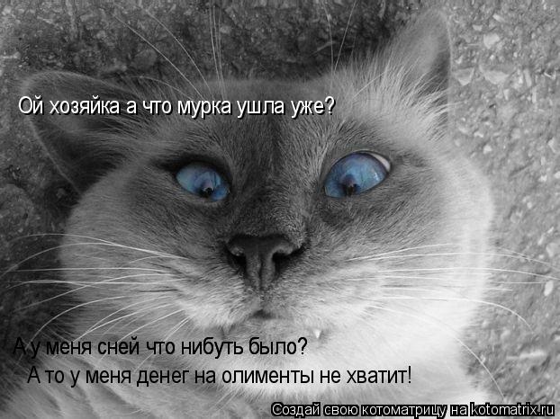 Ой хозяйка а что мурка ушла уже? А у меня сней что нибуть было? А у меня сней что нибуть было? А то у... Котоматрица: Ой хозяйка а что мурка ушла уже? А у меня сней что нибуть было? А у меня сней что нибуть было? А то у меня денег на олименты не хватит!