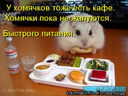 Быстрого питания. У хомячков тоже есть кафе. Хомячки пока не жалуются.... Котоматрица: Быстрого питания. У хомячков тоже есть кафе. Хомячки пока не жалуются.