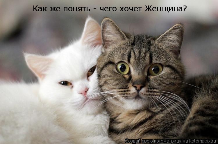 Как же понять - чего хочет Женщина?... Котоматрица: Как же понять - чего хочет Женщина?