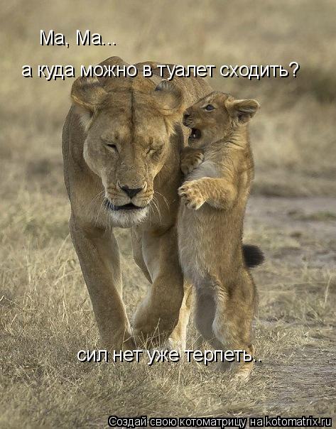Ма, Ма... а куда можно в туалет сходить? сил нет уже терпеть..... Котоматрица: Ма, Ма... а куда можно в туалет сходить? сил нет уже терпеть..
