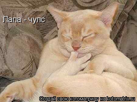 Лапа - чупс... Котоматрица: Лапа - чупс