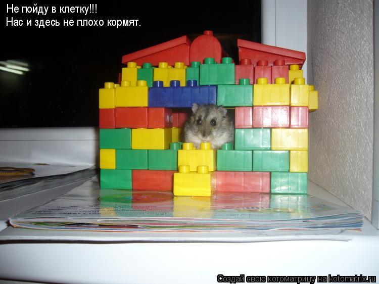 Не пойду в клетку!!! Нас и здесь не плохо кормят.... Котоматрица: Не пойду в клетку!!! Нас и здесь не плохо кормят.
