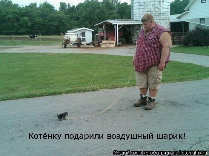 Котёнку подарили воздушный шарик!... Котоматрица: Котёнку подарили воздушный шарик!