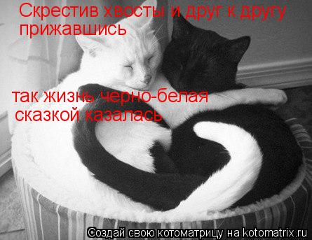 Скрестив хвосты и друг к другу прижавшись так жизнь черно-белая сказкой казалась... Котоматрица: Скрестив хвосты и друг к другу прижавшись так жизнь черно-белая сказкой казалась
