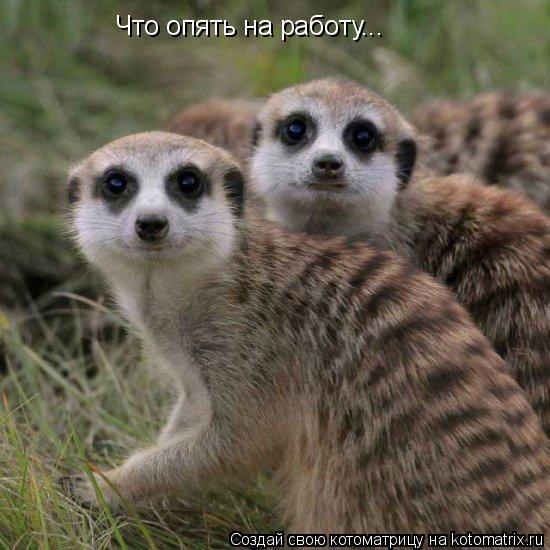 Что опять на работу...... Котоматрица: Что опять на работу...