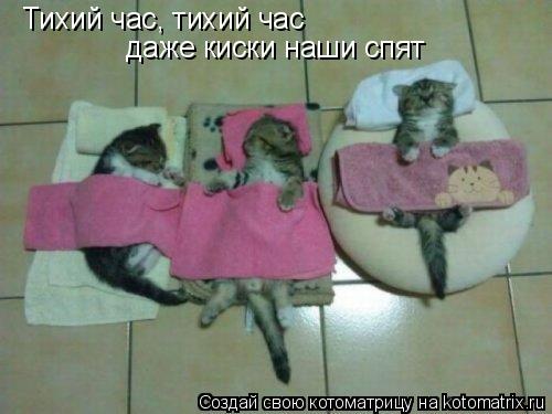 Тихий час, тихий час даже киски наши спят... Котоматрица: Тихий час, тихий час даже киски наши спят