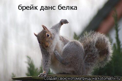брейк данс белка... Котоматрица: брейк данс белка