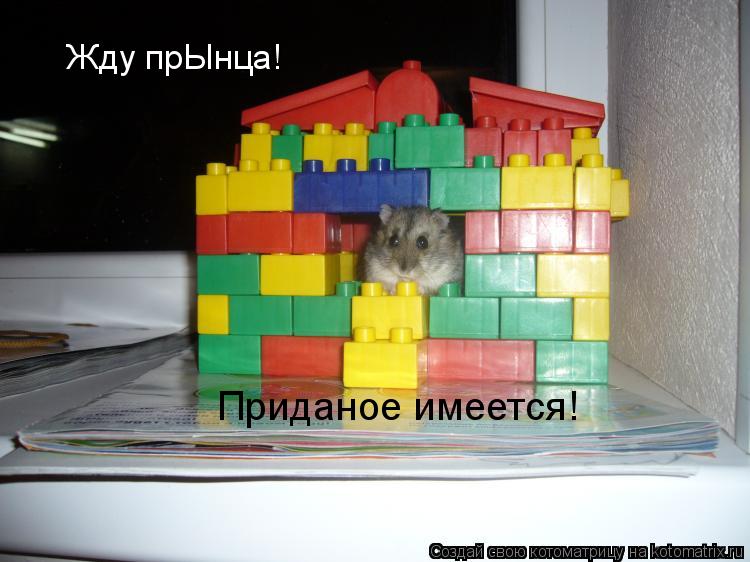 Жду прЫнца! Приданое имеется!... Котоматрица: Жду прЫнца! Приданое имеется!