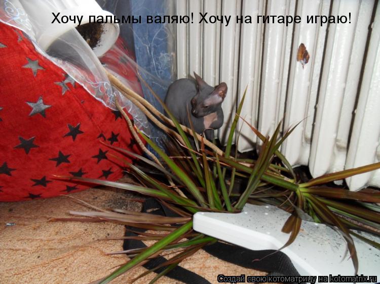 Хочу пальмы валяю! Хочу на гитаре играю!... Котоматрица: Хочу пальмы валяю! Хочу на гитаре играю!