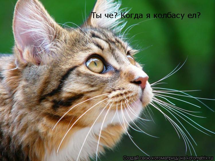 Ты че? Когда я колбасу ел?... Котоматрица: Ты че? Когда я колбасу ел?