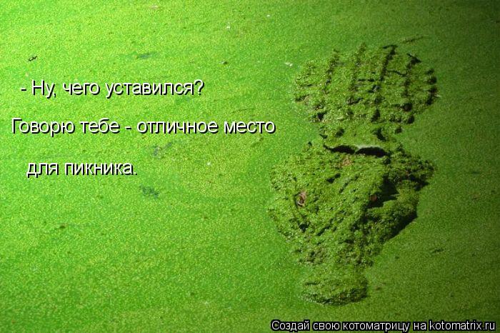- Ну, чего уставился? Говорю тебе - отличное место для пикника.... Котоматрица: - Ну, чего уставился? Говорю тебе - отличное место для пикника.