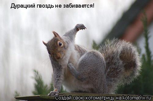 Дурацкий гвоздь не забивается!... Котоматрица: Дурацкий гвоздь не забивается!