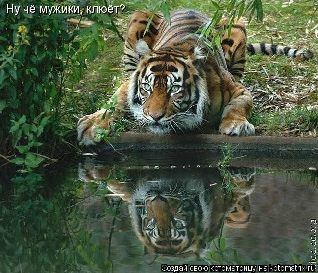 Ну чё мужики, клюёт?... Котоматрица: Ну чё мужики, клюёт?