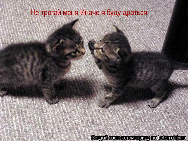 Не трогай меня.Иначе я буду драться... Котоматрица: Не трогай меня.Иначе я буду драться