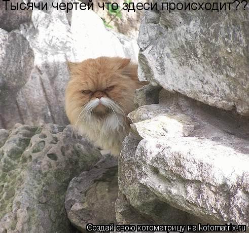 Тысячи чертей что здеси происходит??... Котоматрица: Тысячи чертей что здеси происходит??
