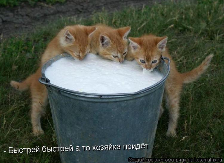 - Быстрей быстрей а то хозяйка придёт... Котоматрица: - Быстрей быстрей а то хозяйка придёт