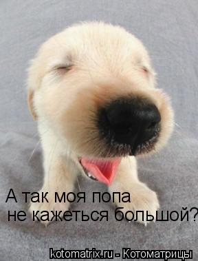А так моя попа не кажеться большой?... Котоматрица: А так моя попа не кажеться большой?