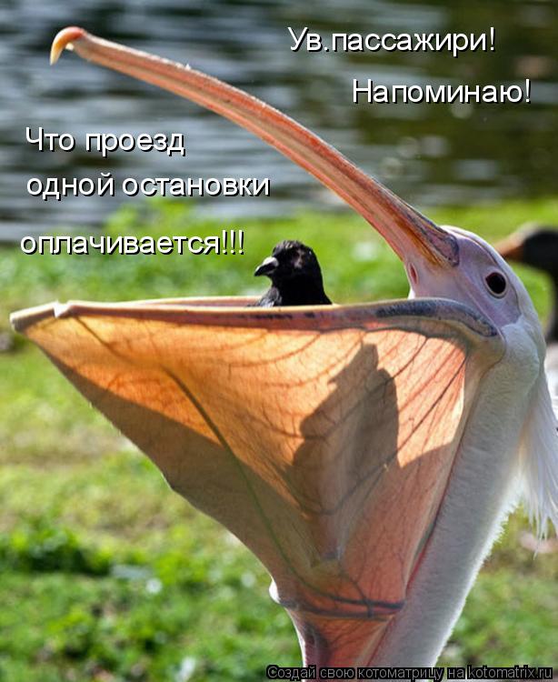 Ув.пассажири! Напоминаю! Что проезд одной остановки оплачивается!!!... Котоматрица: Ув.пассажири! Напоминаю! Что проезд одной остановки оплачивается!!!