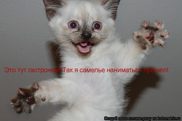 Это тут гастроном?Так я самелье наниматься пришёл!... Котоматрица: Это тут гастроном?Так я самелье наниматься пришёл!