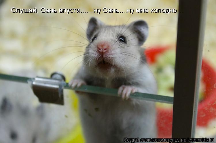Слушай, Сань впусти.......ну Сань....ну мне холодно... Слушай, Сань впусти.......ну Сань....ну мне хо... Котоматрица: Слушай, Сань впусти.......ну Сань....ну мне холодно... Слушай, Сань впусти.......ну Сань....ну мне холодно...