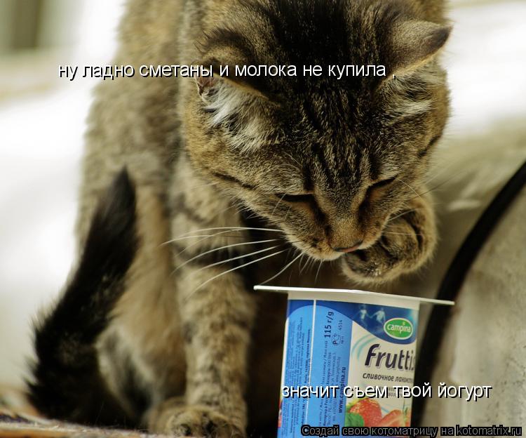 ну ладно сметаны и молока не купила , ну ладно сметаны и молока не купила , ну ладно сметаны и молока... Котоматрица: ну ладно сметаны и молока не купила , ну ладно сметаны и молока не купила , ну ладно сметаны и молока не купила , значит съем твой йогурт
