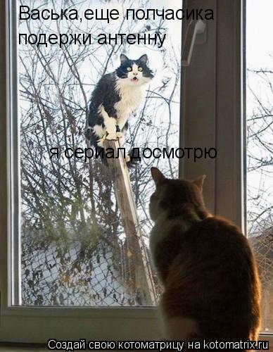 Васька,еще полчасика подержи антенну я сериал досмотрю... Котоматрица: Васька,еще полчасика подержи антенну я сериал досмотрю