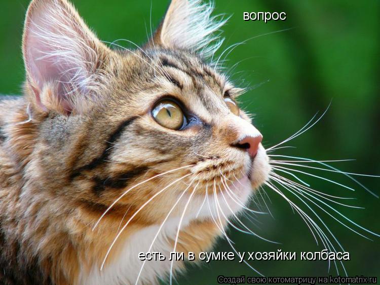 вопрос есть ли в сумке у хозяйки колбаса... Котоматрица: вопрос есть ли в сумке у хозяйки колбаса